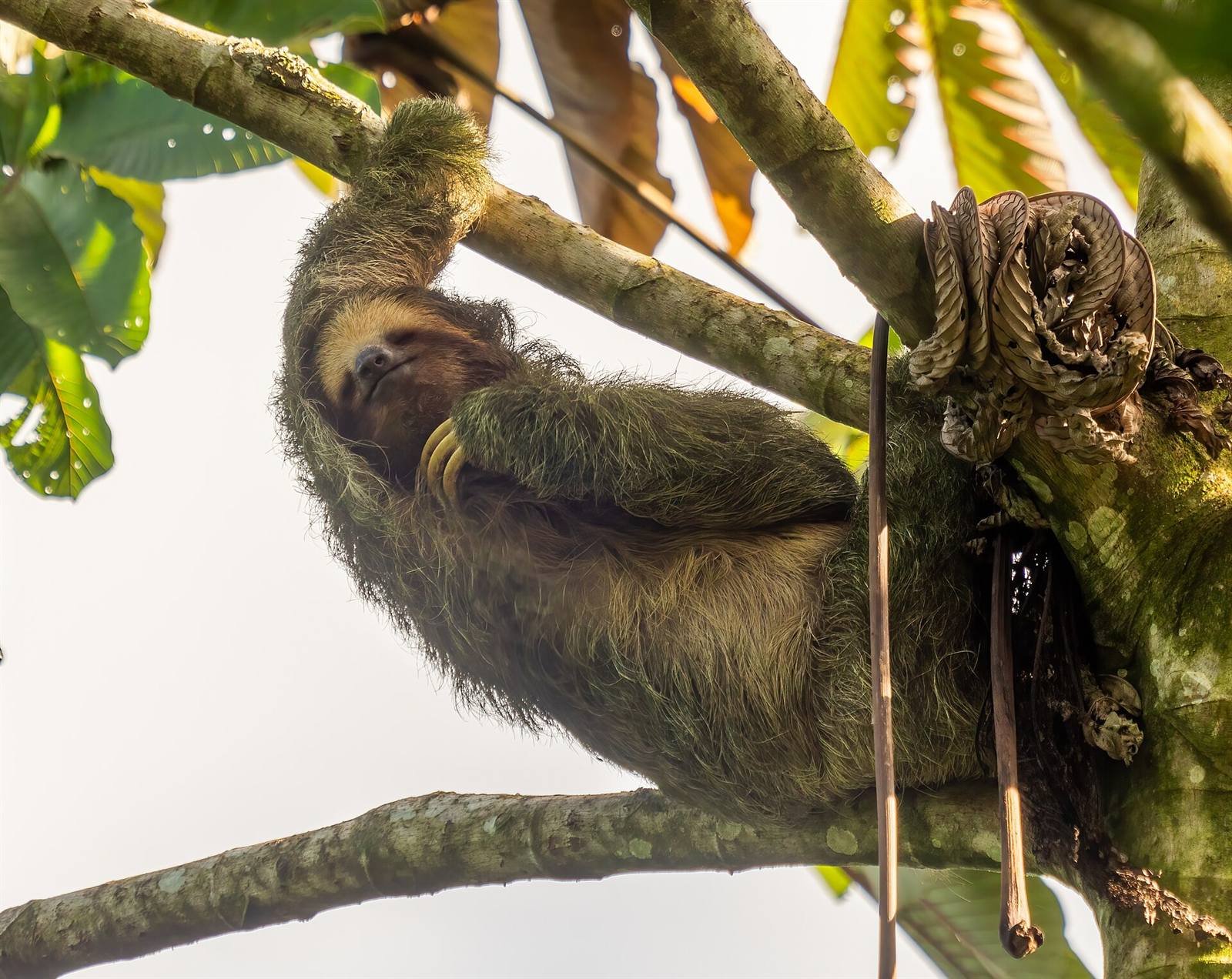 Wildlife: sloths and birds